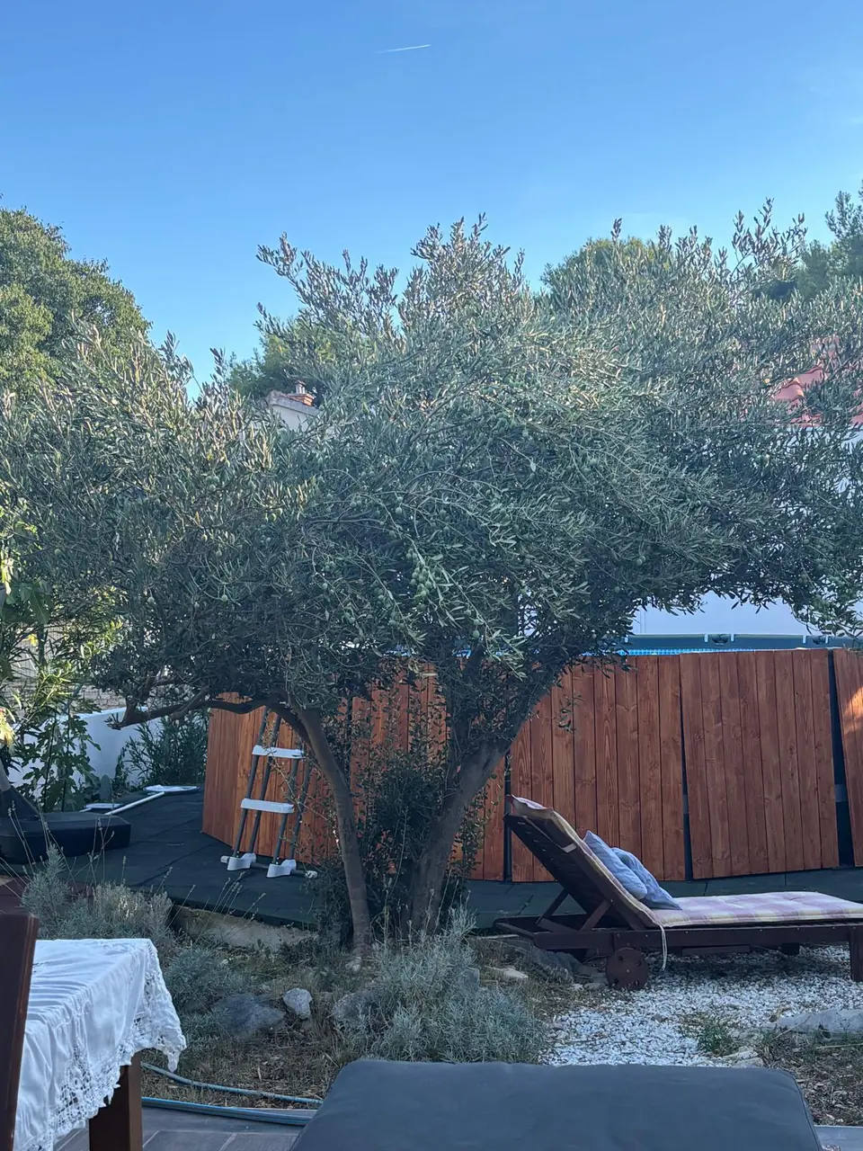 Old olive tree in the garden with the pool and a sun lounger behind